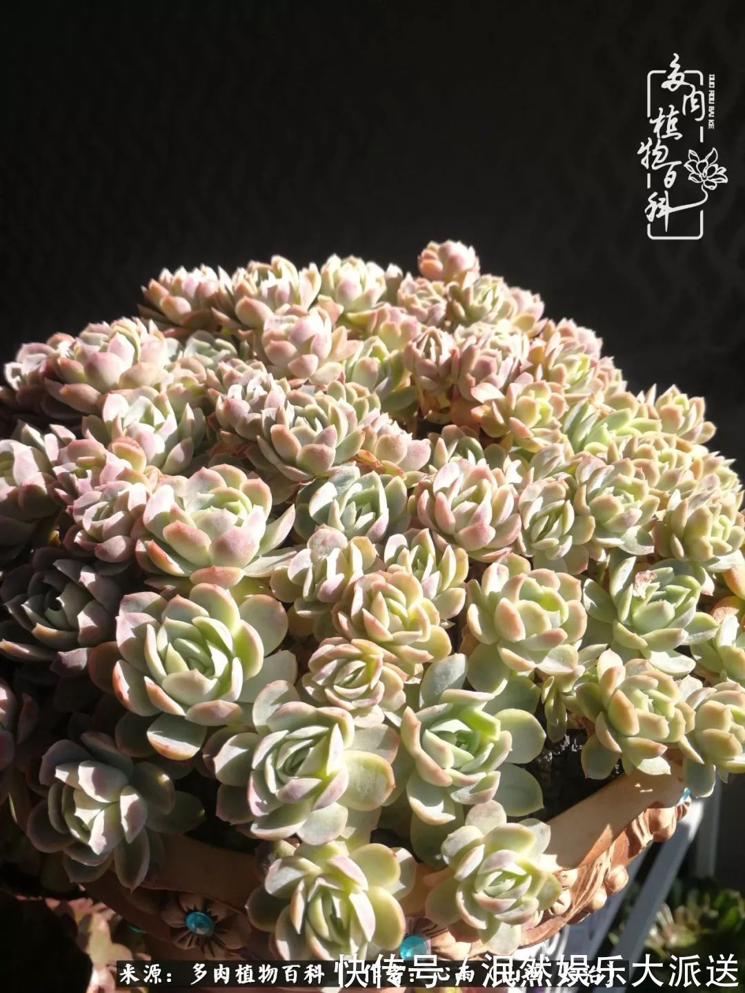 蚧壳虫|为肉痴狂!多肉植物也会用最美的容颜报答我们的勤劳付出!