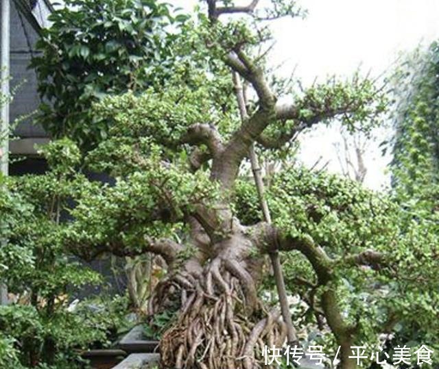 胡大妈养“金枝玉叶”,每次都用“3个方法”,个个都开花,美