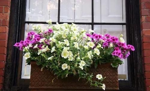 你家窗台还没变花园？只因缺了这6种花