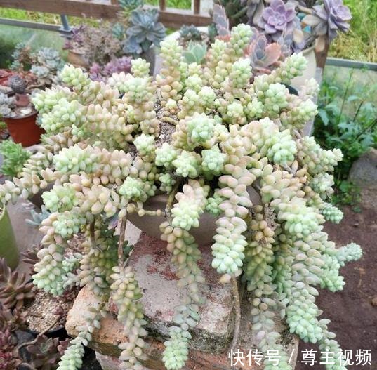 把玉坠养出老桩不难,养出艳丽颜色就不简单了!