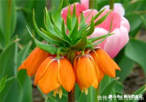 贝母|女性不想子宫“脏脏的”,天冷后多食它,排出毒素,滋养女性子宫