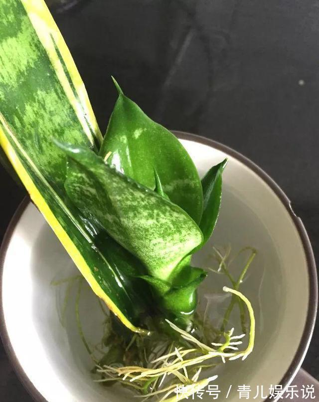 扦插虎皮兰要谨慎，生出一窝“老祖先”，一点也不好看