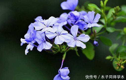 4种花现在养刚刚好,开花很漂亮,新手也能养很好