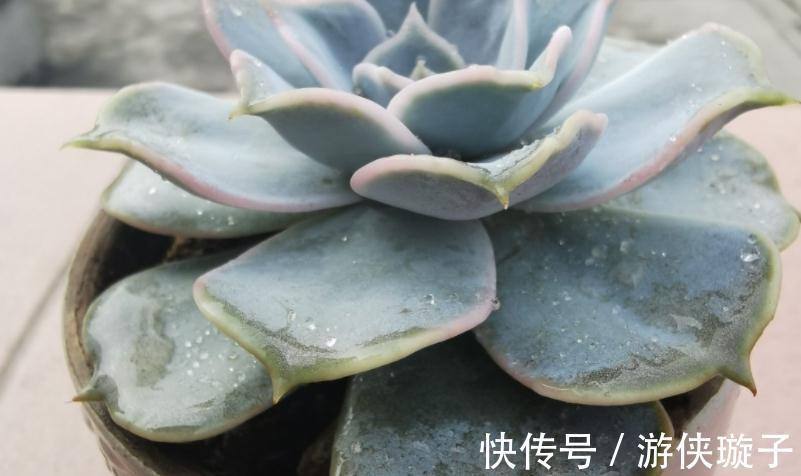 冬日养多肉,怎么防治黑腐病?王大爷:紧抓这3项工作