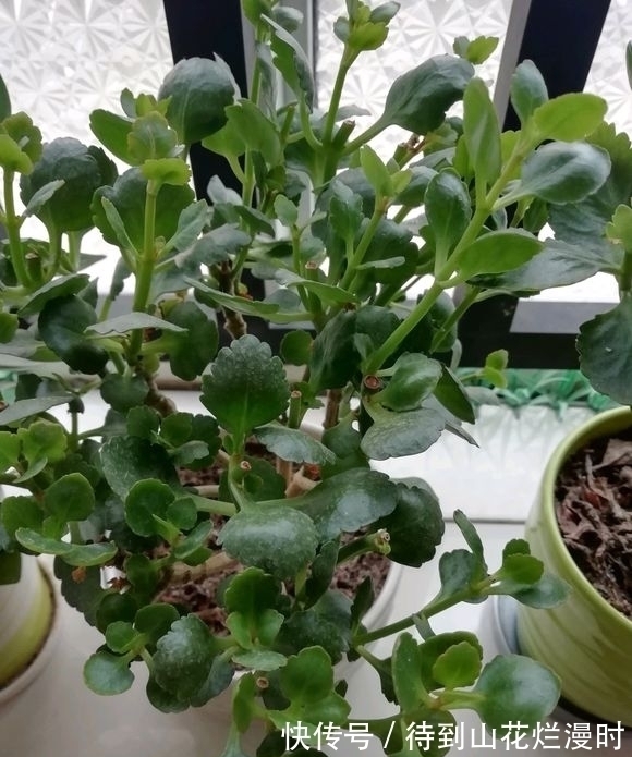 入秋后长寿花瘦了怎么办?给它喂“3种猛料”,10天长成小胖墩