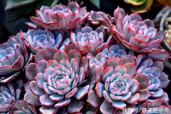 家中如果养着“夏必死”花卉，想要不出意外，必须这样做