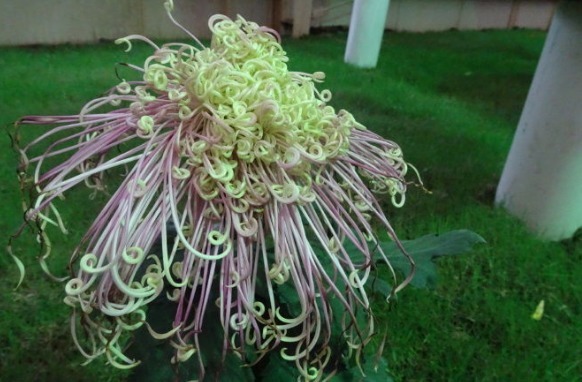 喜欢菊花,不如养盆“菊中珍品”国华濑音,似窈窕美人,美轮美奂