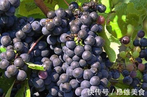 失眠|天然的“失眠克星”, 睡前吃一点, 养心安神, 让你倒床就睡