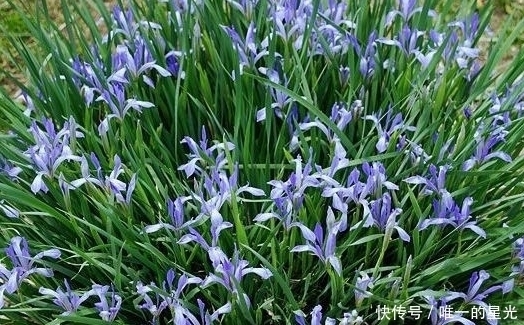 农村此菜营养丰富,能入药治病,消食除湿、清热解毒,遇到要珍惜