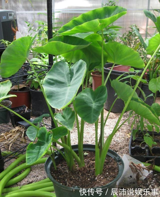 4种“大毒花”,家里经常养,修剪要小心,别碰上