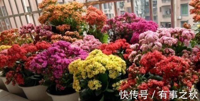 长寿花|养长寿花,左右剪一刀,打开“开花开关”,花量多一倍,爆成花球