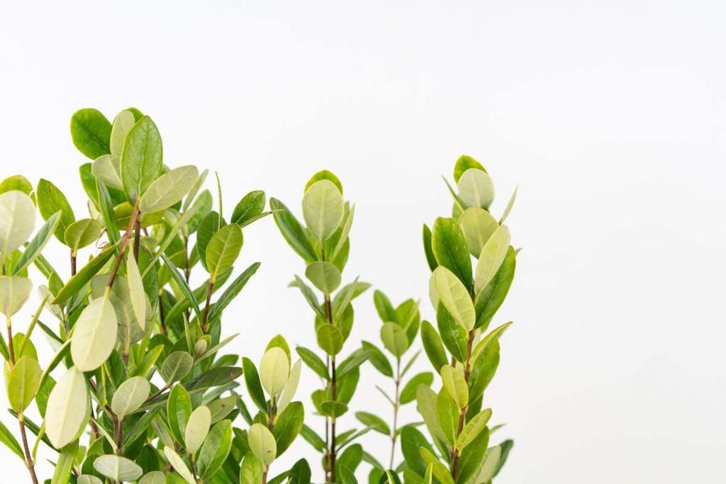 不常见的5种绿植,养过3种就是大神,你养了几种?