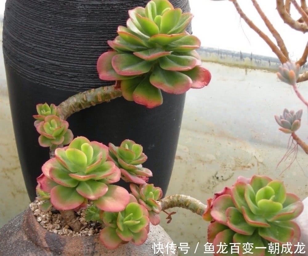 多肉植物|多肉就是要“懒养”,记住8个字,长成大胖子,又肥又美