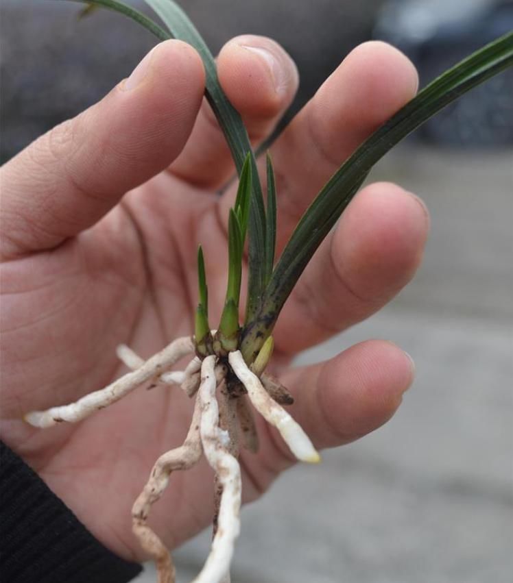  兰花|一株王氏素荷“引种苗”兰花，目前叫价“4140”，到底价值几何？