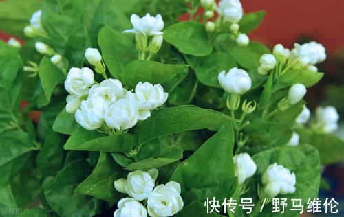 修剪|想要冬季茉莉花损耗小，养护做好这几点，来年长势快，开花多