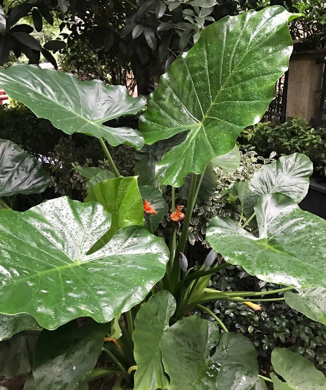 家门口的有毒花,千万别乱碰,有小孩的注意!