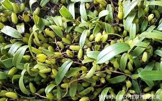 树干|农村一种野草，“喜欢”长在树干上，晒干后每斤40元左右