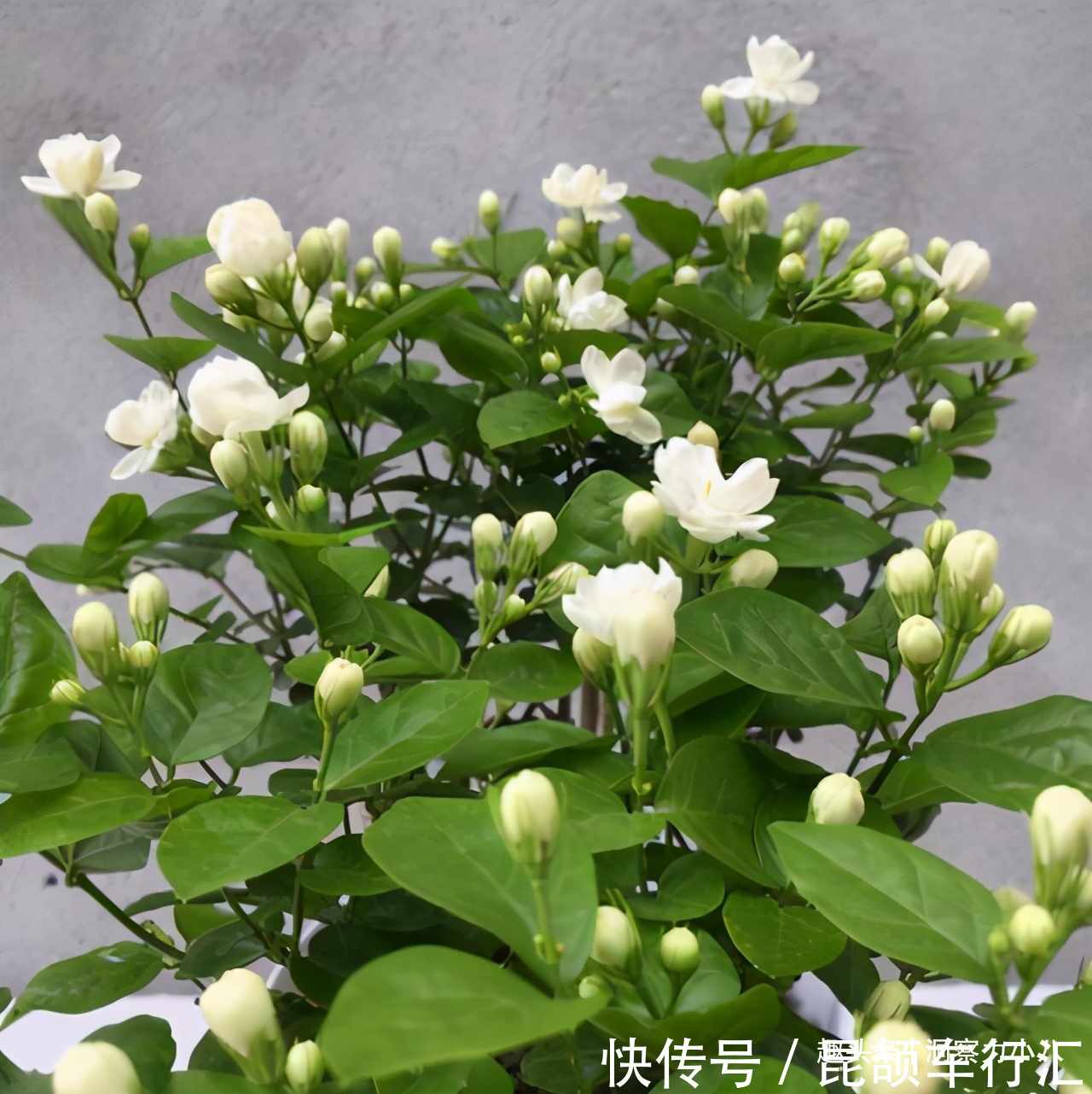 茉莉需润养,这“三位置”留点水,花苞咕噜冒,一次绽放上百朵