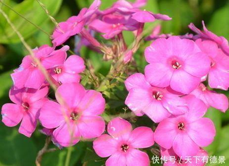 几款花卉养在家里,花朵粉嫩丰腴,绚丽夺目,颜值超高的