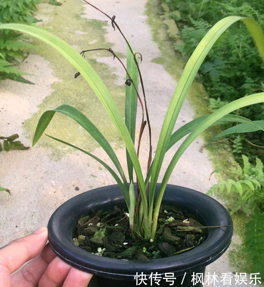 兰花|花300块买的建兰夏皇梅开花了,虽然只有一箭,不过好美好香哦