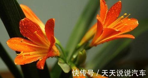 怎么养好君子兰，君子兰四季养护管理及注意事项