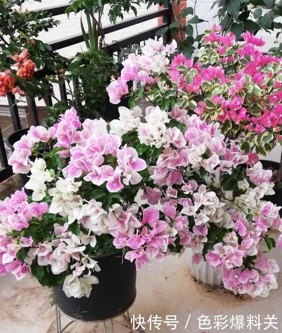 喜欢晒太阳的“3种花”,光照充足花量越大,一年四季花不停