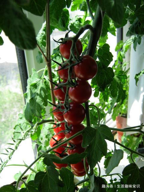 8种水果盆栽比花都美,果实多好打理,够一家人吃一年了!