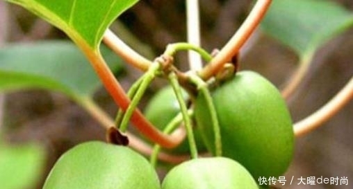  绿色|它是中国“最甜”的水果，比蜂蜜甜，院里栽1棵，既能观赏也能吃