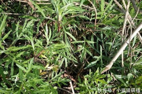 神农本草经|钙含量达牛奶7倍,过去拿去喂猪,如今成稀罕野菜,煎鸡蛋最美味