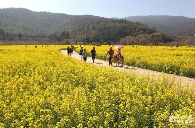 3月昆明，宜“春光乍泄”