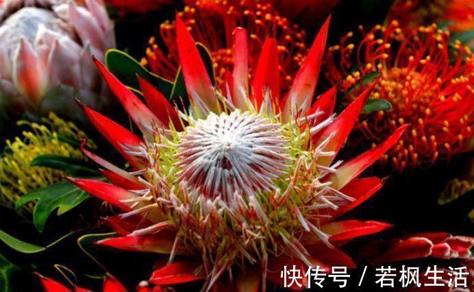 帝王花帝王花|4种花生命力很顽强,沾土就能活,懒人新手都能养好,美不胜收