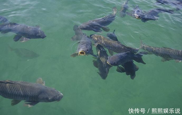 夏天|夏天的鱼都喜欢在这几个地方扎堆，把钓位选在这准没错