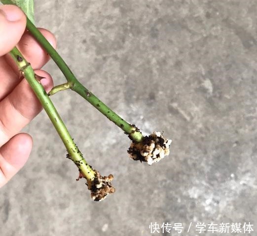 月季之所以生根难，或许是这5点没做好，做好了容易生根！