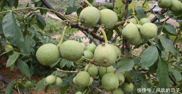 农村这种果子很贵，小孩多吃好，它的树干更珍贵，堪称“木王”！