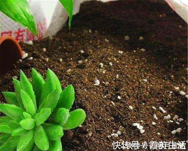 营养成分|养了多年花，才知道鸡蛋壳这么处理，不生虫、肥效足，养啥啥旺