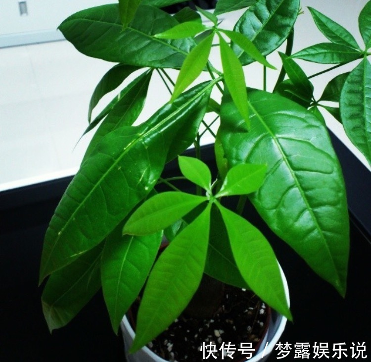 干旱|家里养6种花,把水浇得勤快了,容易烂根、黄叶,需要当心