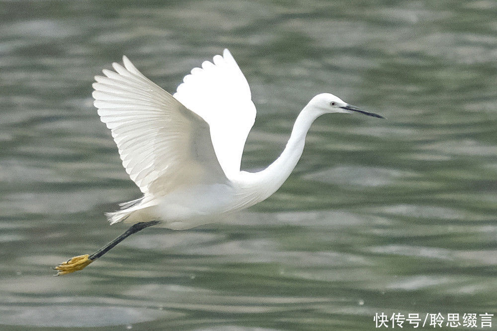 人心|南朝女诗人的一首小诗《沙上鹭》，读之激励人心