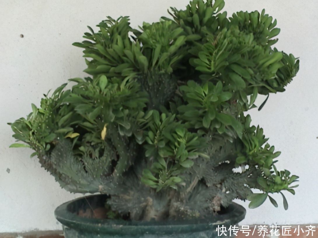 大戟科|两种长得像“山峰”的盆景植物,不要再认错了,不然让人笑话