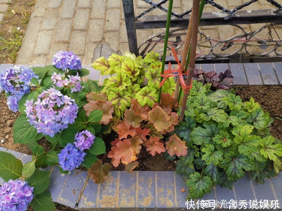 风信子|懒人适合养什么花,浇水少,不挑土,它比人还懒!