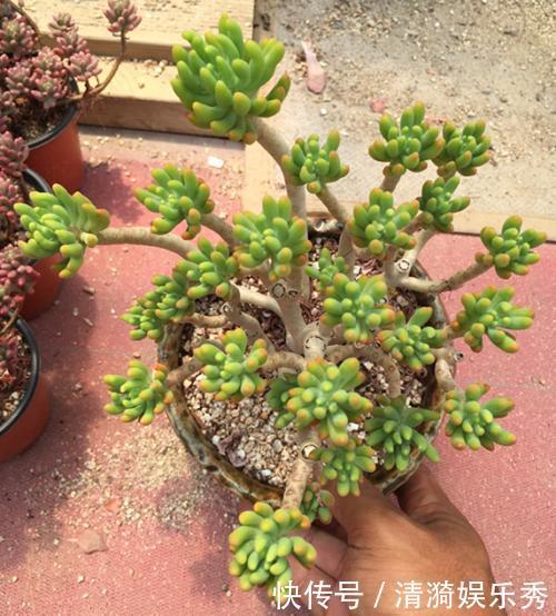 盘点10种“容易度夏”多肉,南北方花友,随便选、随便养