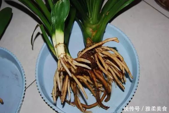 根系|君子兰根部冒出小芽怎么办只需5个步骤,一盆变多盆很简单