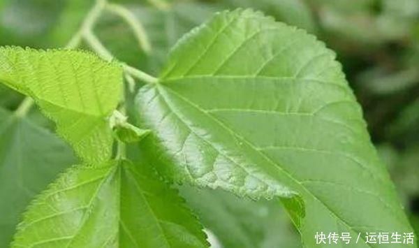 桑叶全身是宝,只有从农村出来的才知道,原来它还有这么多功效