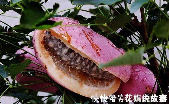 食物|女人爱美,常吃四种食物,补血益气,养护血管,预防血管疾病