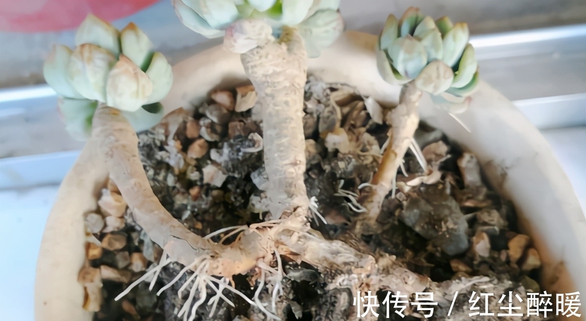 别再开心多肉长根了,茎干上长得越多植株问题越大,要及时处理