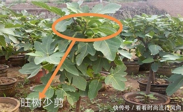 冬养无花果，不修剪、温度高来年没果子，做好这2点，果子压弯枝