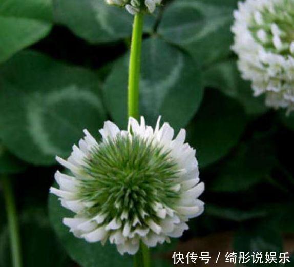 养树不如养盆“假菊花”,一浇水就狂长,比绿萝好养、比菊花美