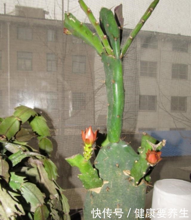 成活率|秋季,用无根仙人掌嫁接令箭荷花,这么做对四点,成活率100%!