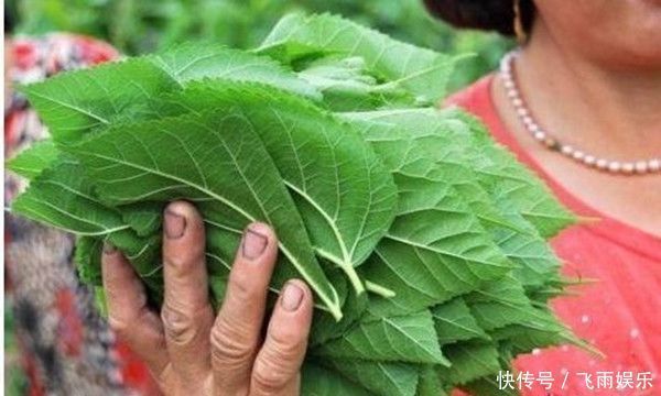 小小桑叶,大有用途,坚持泡水喝,4大好处会让你“开心不已”