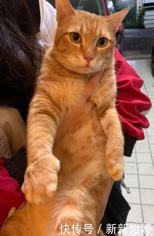 猫掌有个单独一个的肉球