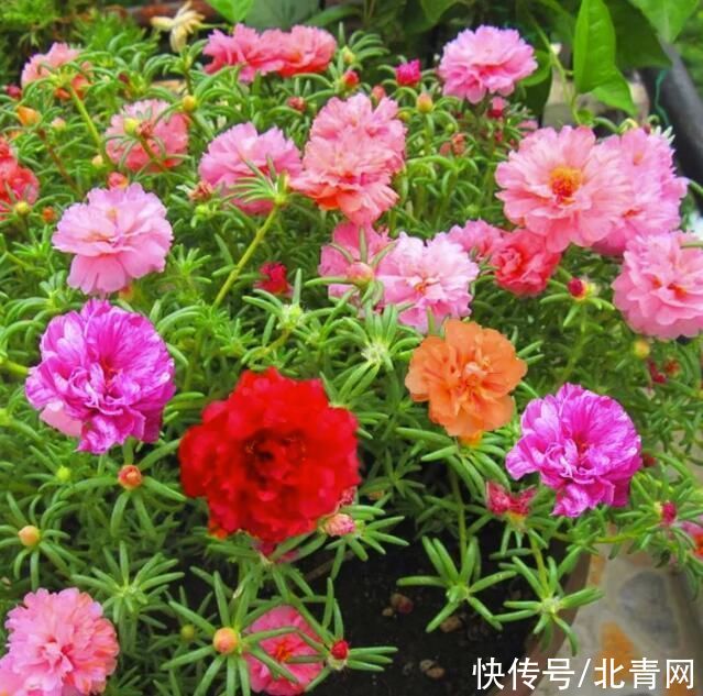 这些花随便扔地上都能长得很好，懒人养花就从这里选